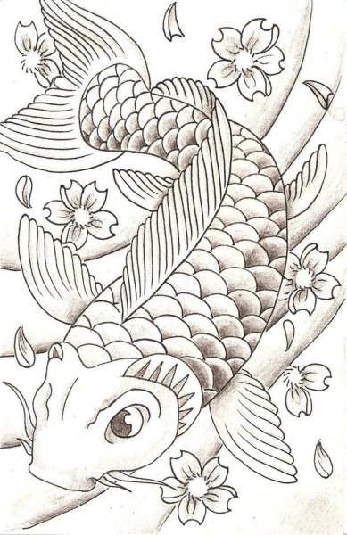 Сазан рисунок карандашом