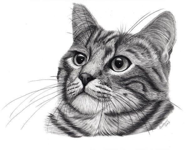 Кошка карандашом