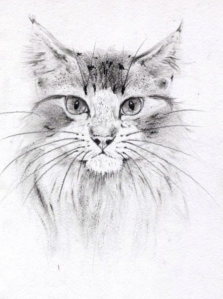 Кошка рисунок