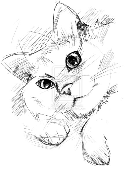 Кошка рисунок карандашом