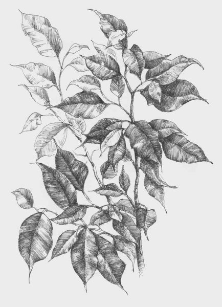 Фикус Бенджамина скетч