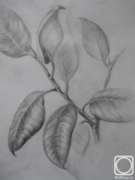 Фикус вектор