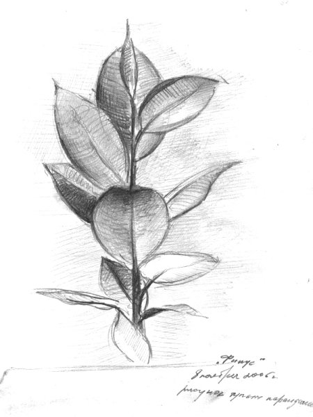 Фикус раскраска для детей