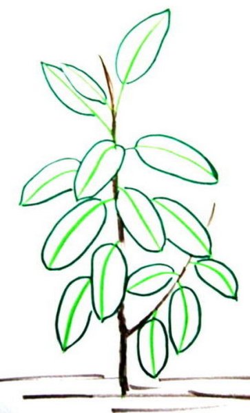 Фикус раскраска для детей