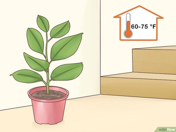 Фикус в горшке рисунок