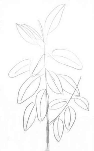 Раскраска комнатные растения в горшках