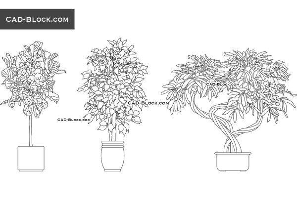 Dwg растения комнатные