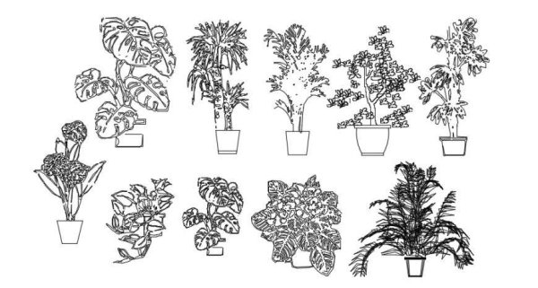 Фикус черно белый рисунок