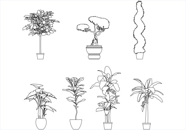Зарисовки комнатных растений