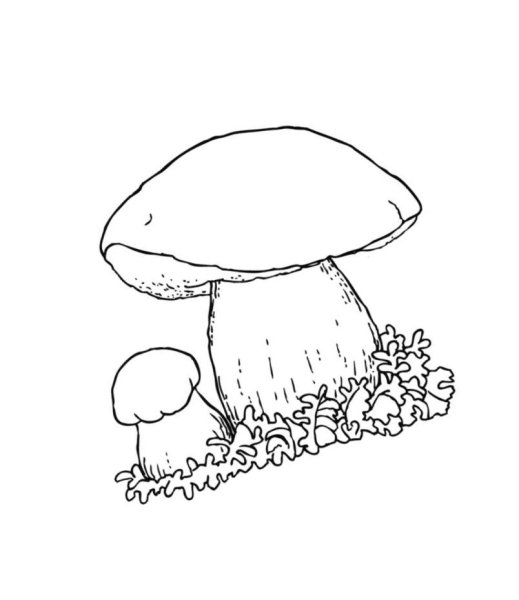 Рисунки грибов карандашом