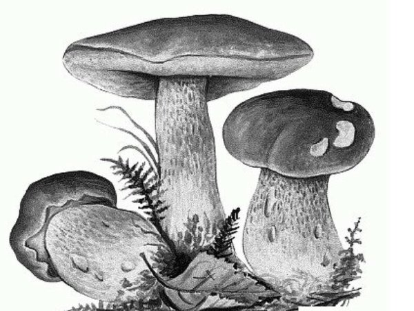 Грибы Графика