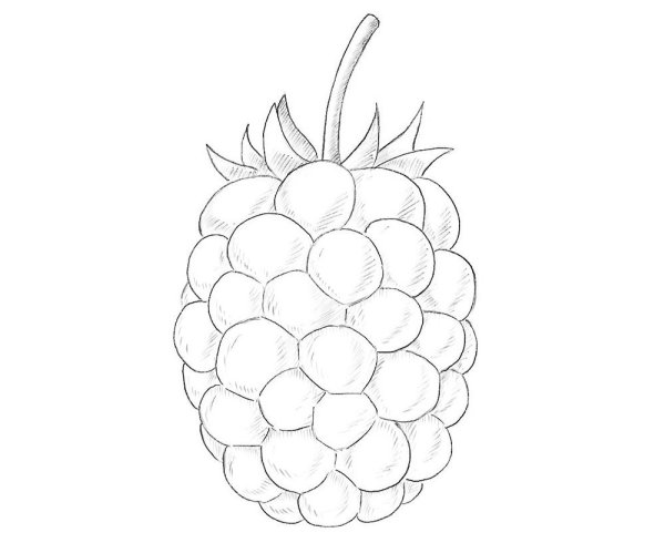 Ежевика для рисование