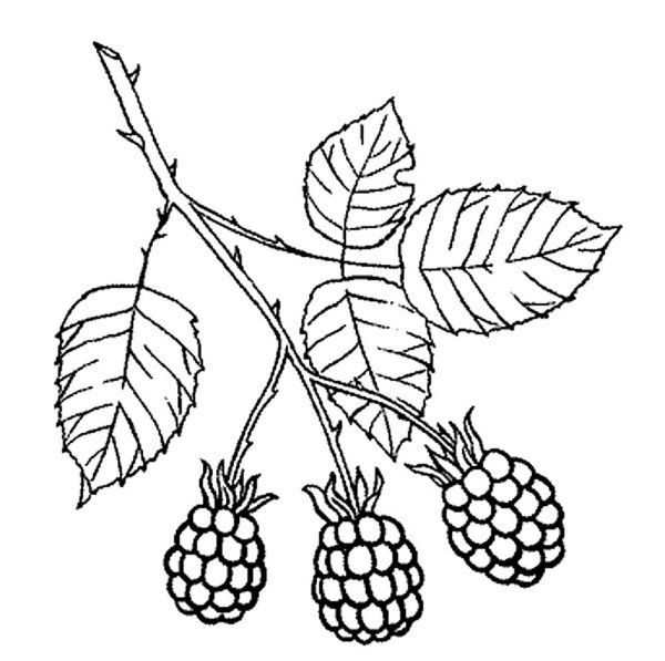 Ежевика раскраска для детей
