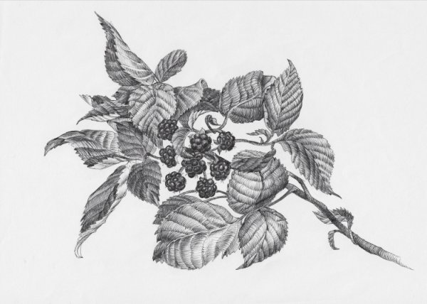 Ягоды. Раскраска для малышей