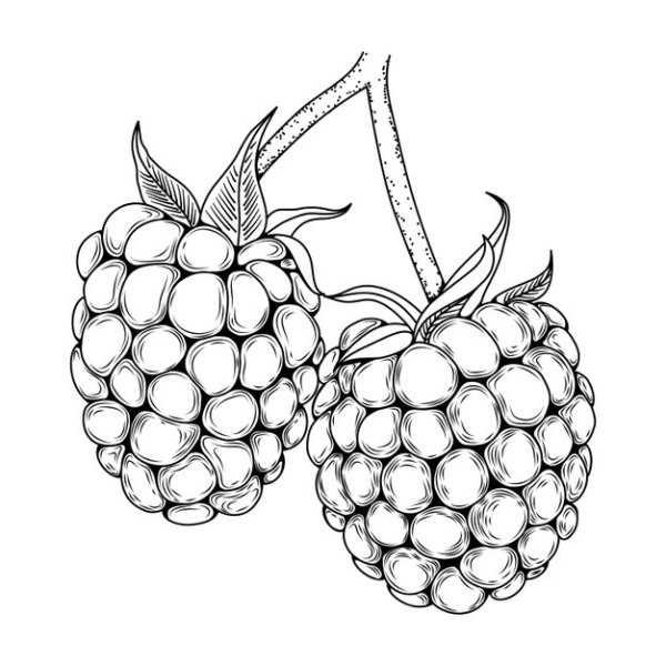 Ежевика ожина лист