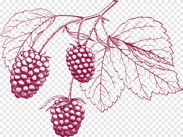 Ежевика раскраска