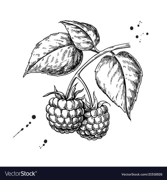 Малина раскраска