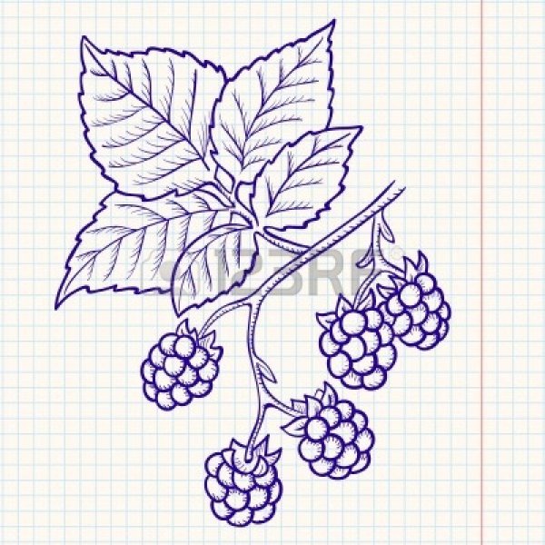Контур ягоды малины
