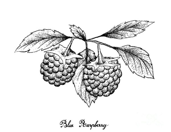 Малина рисунок карандашом профессионально