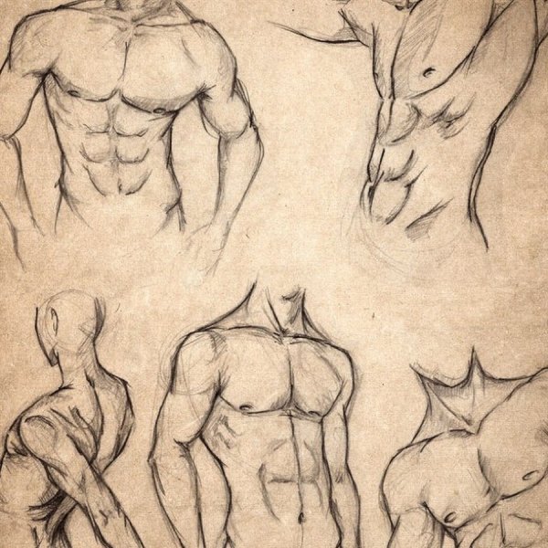 Мужской торс для рисования