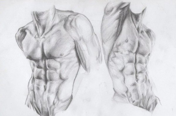 Торс зарисовки