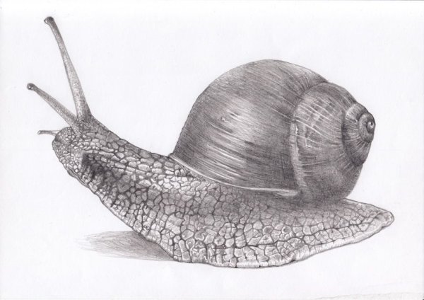 Карандашами - улитка