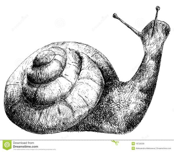 Нарисовать улитку карандашом