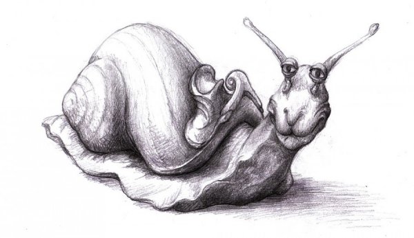 Рисунок улитки для срисовки