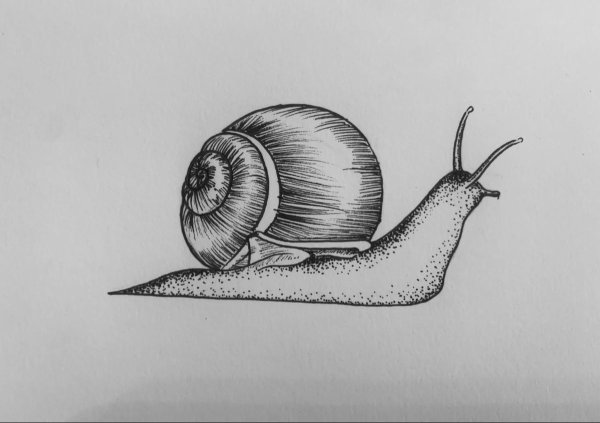Рисунок улитки для срисовки