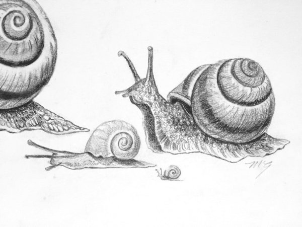Зарисовки улитки