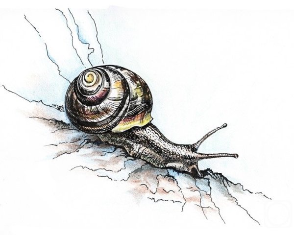 Улитка раскраска