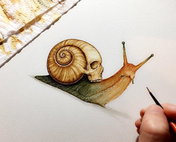 Моллюски рисунок