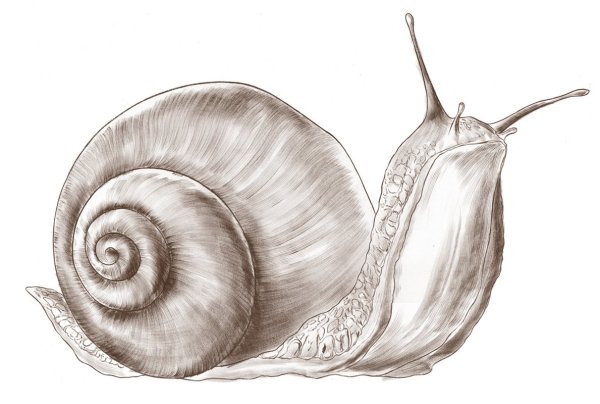Улитка рисунок