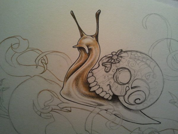 Улитка референс