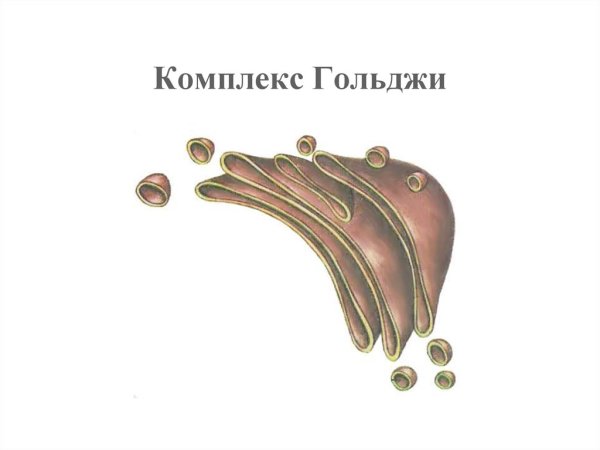 Комплекс Гольджи строение чб
