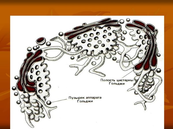 Комплекс аппарат Гольджи рисунок