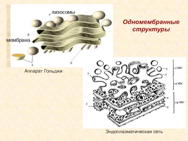 Рисунок комплекс Гольджи клетки