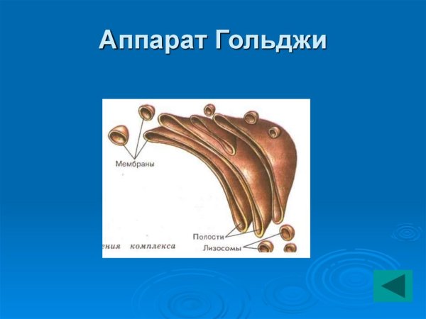 Комплекс Гольджи ЕГЭ