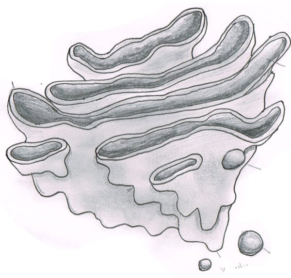 Органоид комплекс Гольджи