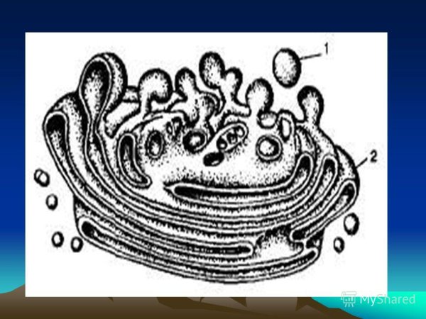 Эндоплазматическая сеть ЭПС рисунок