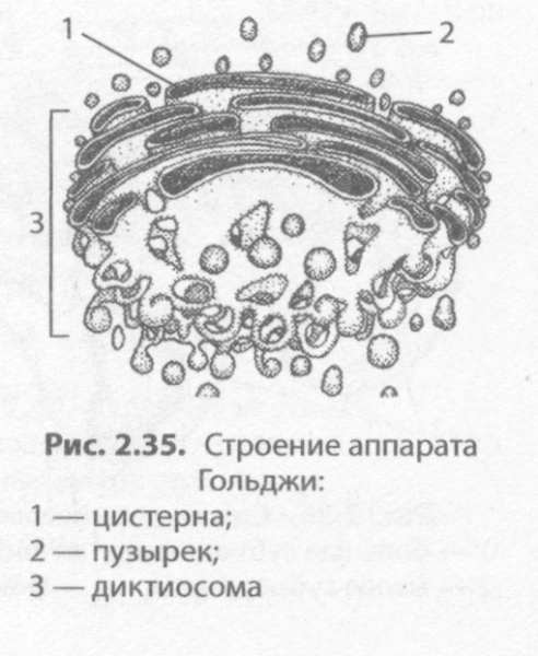 Аппарат Гольджи ЕГЭ биология