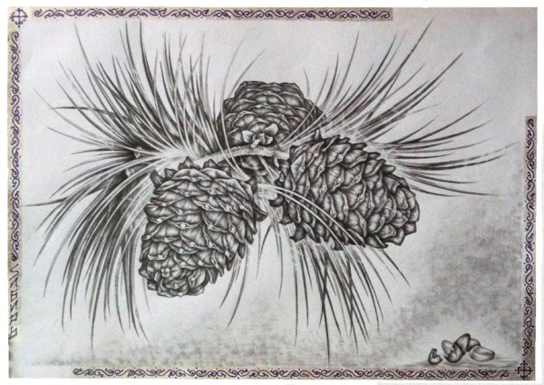 Шишка рисунок карандашом