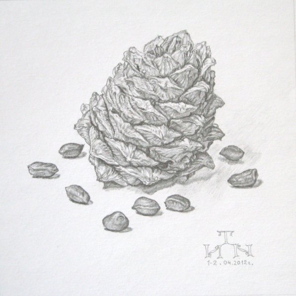 Шишка карандашом