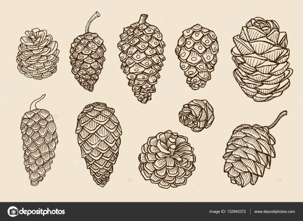 Кедровая шишка рисунок карандашом