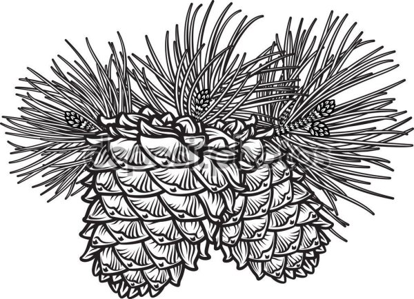 Шишка карандашом