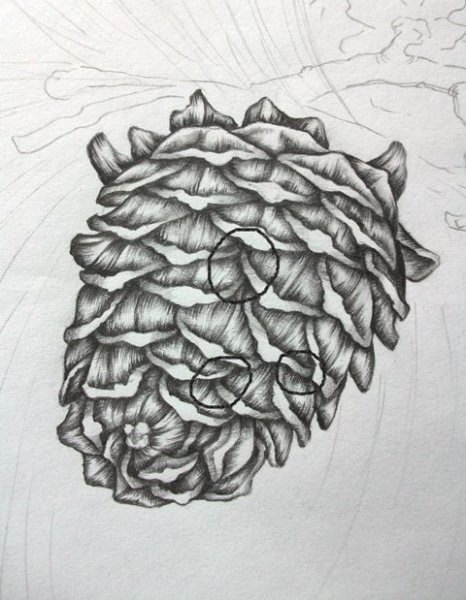 Кедровая шишка