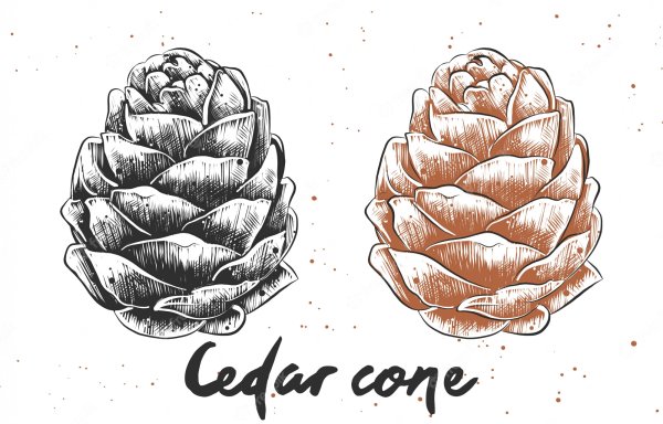 Разукрашка шишка Кедровая