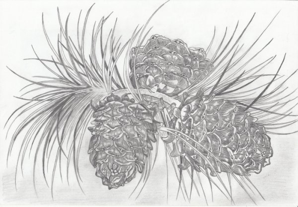 Кедровая шишка раскраска для детей