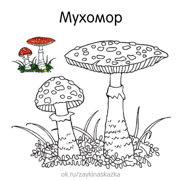 Мухомор инди КИД