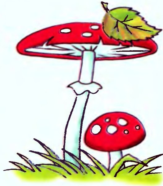 Поганка раскраска для детей